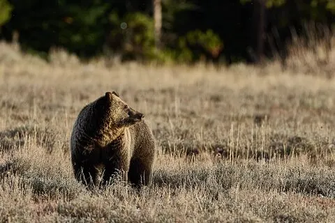 Private Yellowstone Summer Wildlife Photo Safaris - Half Day