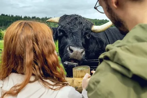 Hairy Coos und Highland Views : Eine kurze Flucht von Edinburgh