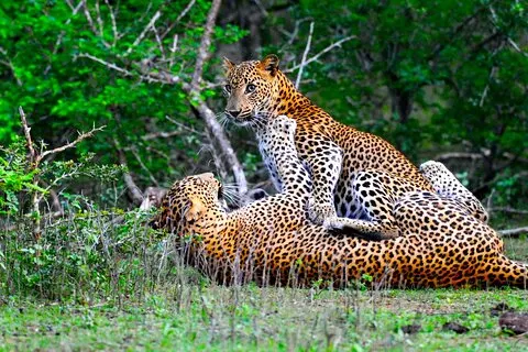 Yala National Park Safari Tours - Halve dag & hele dag