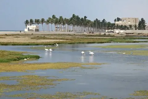 Excursão de dia inteiro pela cidade de Salalah e East Salalah