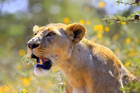 Nairobi National Park Halvdagstur med upphämtning på hotell