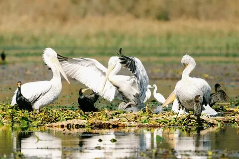 Parque Nacional do Lago Skadar: passeio de observação de aves e fotografia