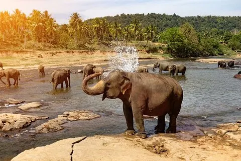 De Colombo: Kandy e Pinnawala viagem de dia inteiro