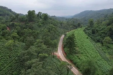 Amchong Leaf Experience: Platina