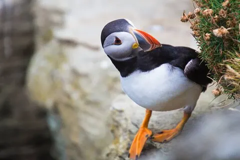 Taxi / Tours van Orkney (zelf begeleid)