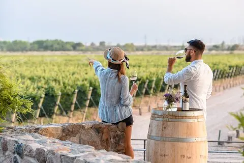 Visite de 3 domaines viticoles et oliveraies avec dégustations