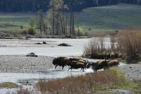 Parc national de Yellowstone - Visite d'une journée complète de la boucle inférieure au départ de West Yellowstone