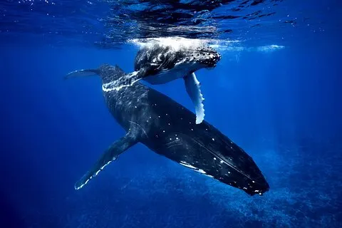 TOUR DE BALLENAS - Observación de ballenas y natación