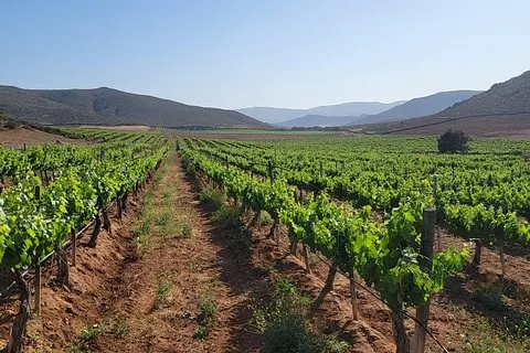 Private South Vineyards Premium Tour – Tasting og lunsj inkludert | voooya