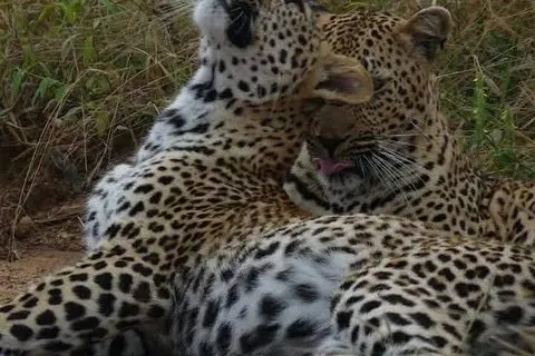 クルーガー国立公園モーニングサファリ体験（最低2名）