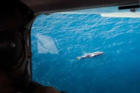 Kaikoura : ホエールウォッチングフライト