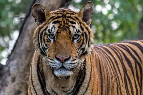 Explore Nagarhole National Park and Namdroling Monastery