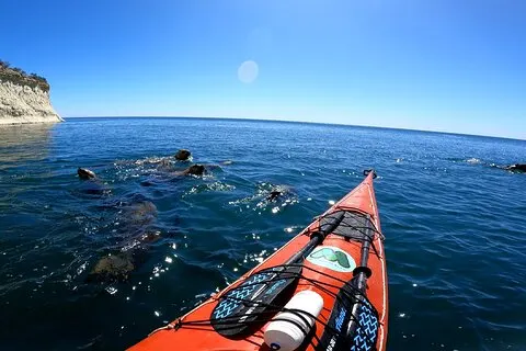 Experiência de remo de caiaque com leões marinhos em Puerto Madryn
