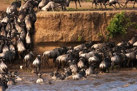 3 dagars äventyr till Masai Mara National Reserve på en 4X4 fordon