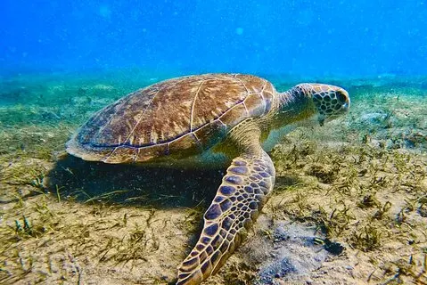 Guided Snorkel Tour Phil Foster Park (Vídeos exclusivos de alta maré)
