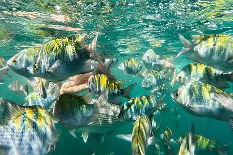 Puerto Vallarta : Plongée avec tuba parmi les poissons tropicaux et excursion en tyrolienne | voooya