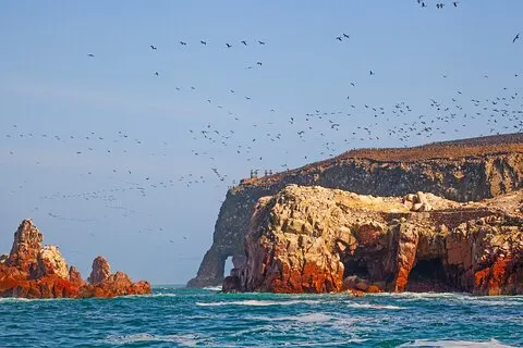 Ballestas Islands Wildlife: Excursão privada na costa a partir do Porto de Pisco