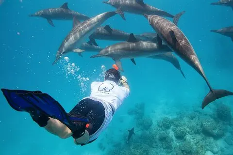 Zwemmen met dolfijnen bij Samadai Reef Snorkelen vanuit Marsa Alam