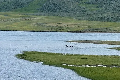 Excursion d'une journée à Yellowstone Wildlife Safari