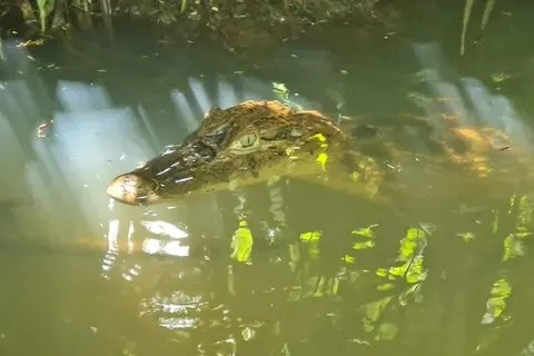 Excursion en canoë à Tortuguero, dans le parc national de Tortuguero | voooya