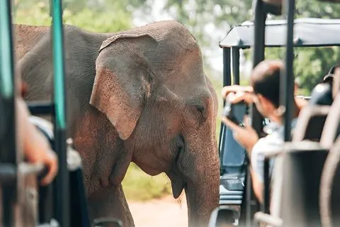 Private Safari im Udawalawe-Nationalpark