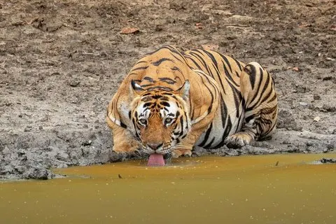 ジャイプール発ランタンボールタイガーサファリ日帰りツアー