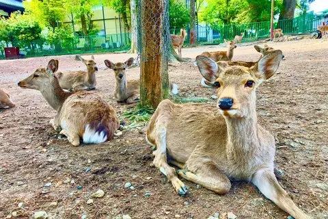 Nara: Privat tur med Deer Park og templer med en Vejleder