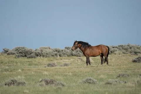 Halbtägige Wilde Mustang Pferdetour von Cody Wyoming