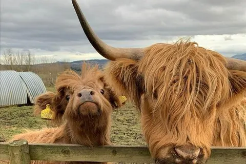 Tour privado de Highlands, Oban, Glencoe, Lochs & Castles desde Glasgow