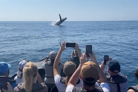 Noosa Ocean Adventures : Whale Watch