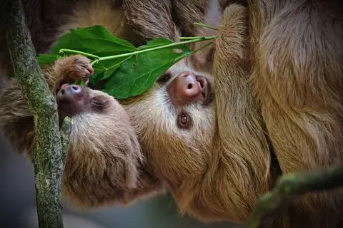 Visite guidée naturelle du parc Manuel Antonio avec un spécialiste de la nature